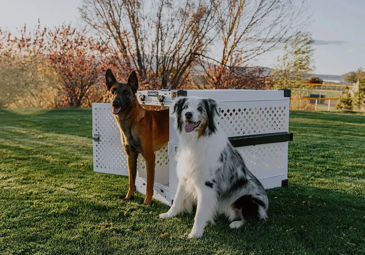夕暮れ時の公園でクレートの隣にいる2匹の犬、ペットの安全と絆を表現。